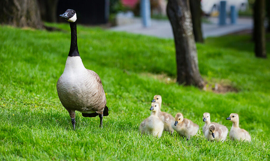 Geese family