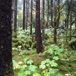 Juneau-forest-sm